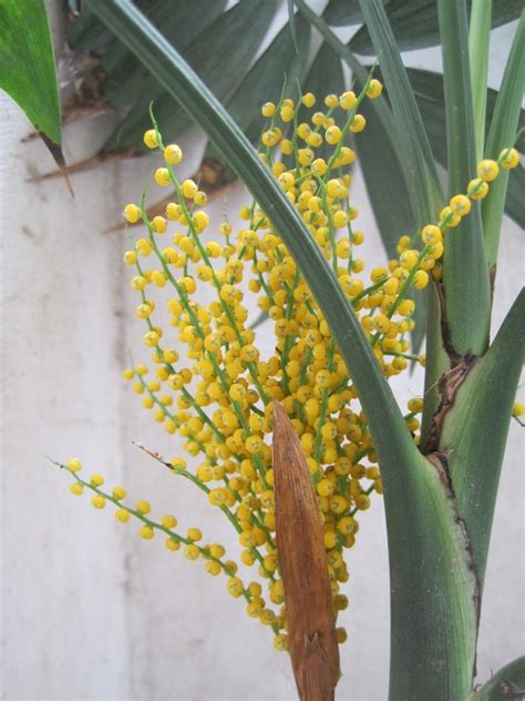 袖珍椰子花